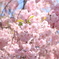 日中線のしだれ桜