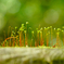苔の世界