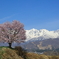 野平の桜