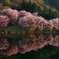 中綱湖オオヤマザクラ