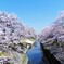 高田千本桜