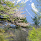 春色大山