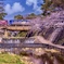 夙川の春