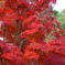 紅葉＠定光寺1