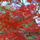 紅葉＠定光寺2