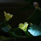 メロン花