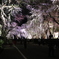 角館の桜