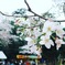 お花見