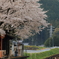 春のおでかけ