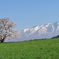 2018　春　小岩井農場