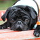 PUG