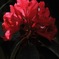 春陽の紅花…