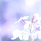 蒼い春