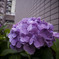 紫陽花・・・③