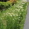 道端の花