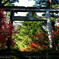 赤城神社参道松並木とヤマツツジ ①