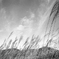 pampas grass #001