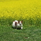 愛犬と菜の花畑(^-^)