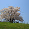 春満開・為内の一本桜