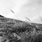 pampas grass #002