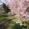 線路沿いの桜