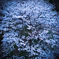 お散歩桜　#7