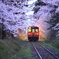 津軽鉄道と桜