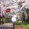 線路と桜