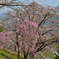 峠の桜