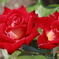 薔薇　Ⅰ