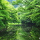 緑陰緑映