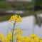 菜の花&水田