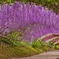 河内藤園