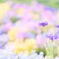 春のお花