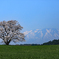 まきばの1本桜 