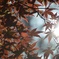 春の紅葉♪