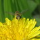 IMG_4453春-1