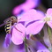flower&bee