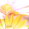 lift a petal