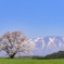 小岩井一本桜と岩手山