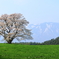 一本桜