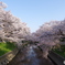 五条川沿いの桜