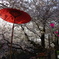 五条川沿いの桜２