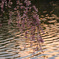 春満開・高松の池Ⅱ