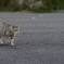 DSC_7572_00005