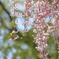 しだれ桜　～天空の庭 高見の郷Ⅱ～