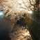 夜桜