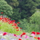 初夏の花畑