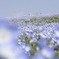 Nemophila