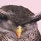 半眼の賢人